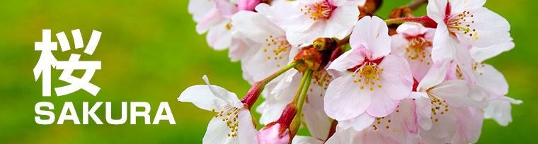 「桜 SAKURA」がテーマの写真素材一覧
