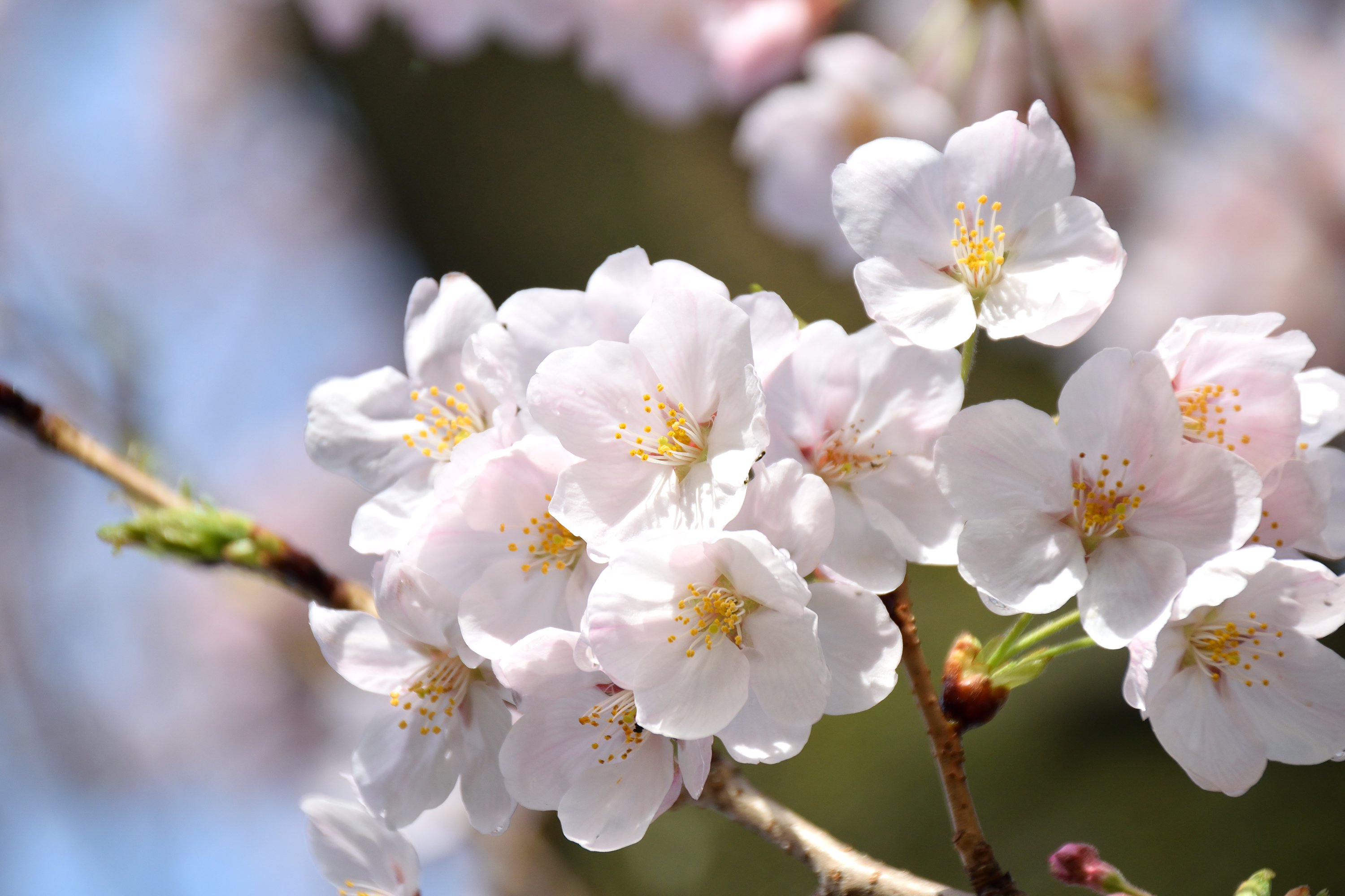 桜のアップ へたれな素材 写真 イラスト素材の無料ダウンロードサイト