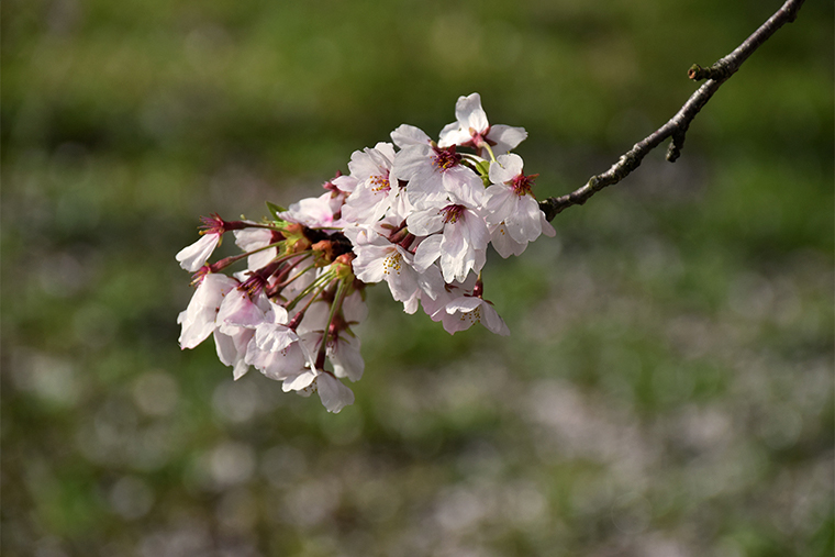 枝先の桜