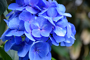 「青い紫陽花」の写真素材