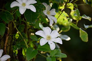 「名もなき白い花」の写真素材