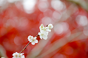 「秋桜」の写真素材