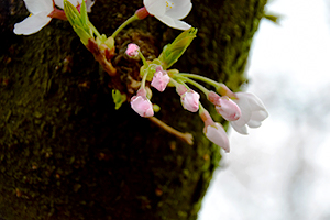 「桜の蕾」の写真素材