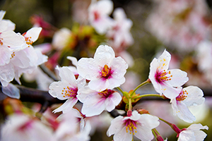 「雨にも負けぬ桜」の写真素材
