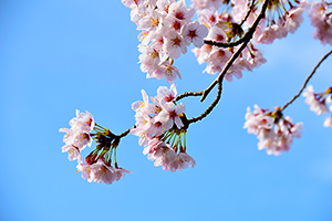 「空に伸びる桜」の写真素材