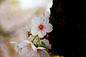 朝露の滴る桜