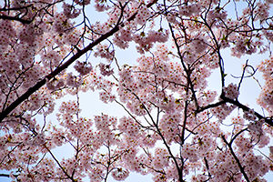 「満開の桜」の写真素材
