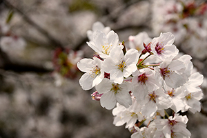 「山桜」の写真素材