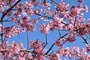 「早咲きの河津桜」の写真素材