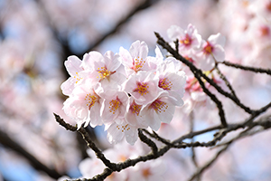 「桜さくさく」の写真素材