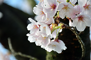 「桜桜桜」の写真素材