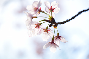「透ける桜」の写真素材