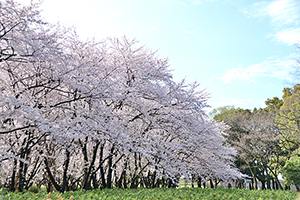 「桜並木」の写真素材