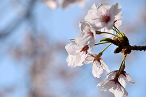 「桜の裏側」の写真素材