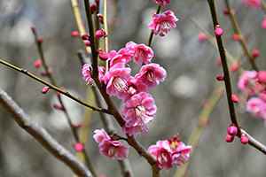 「ピンク色の梅の花」の写真素材