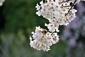 「そよぐ桜」の写真素材