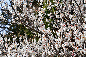 「咲き誇る梅」の写真素材