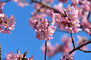「河津桜」の写真素材