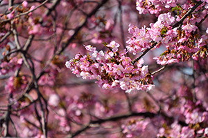 「咲き誇る河津桜」の写真素材