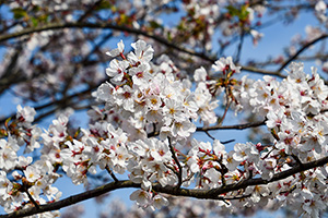 「桜の花」の写真素材