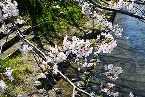 「川辺の桜」の写真素材