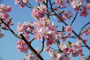 「河津桜３」の写真素材
