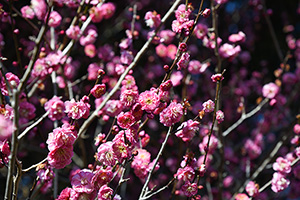 「ピンク色の梅の花２」の写真素材