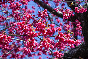 「濃い色の寒緋桜」の写真素材