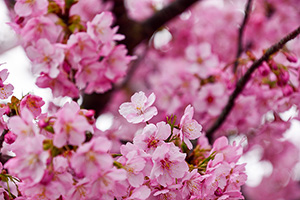 「河津桜４」の写真素材