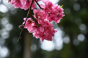「花桃２」の写真素材
