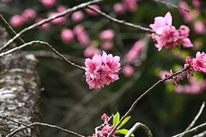 「花桃３」の写真素材