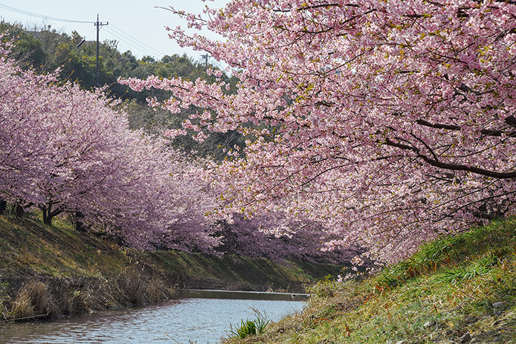川と河津桜の桜並木