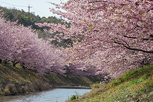 「川と河津桜の桜並木」の写真素材