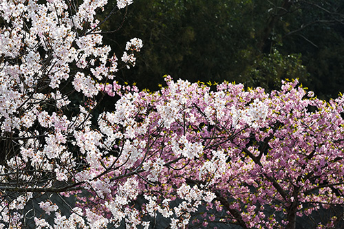 「山桜と河津桜」の写真素材