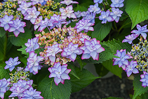 「紫っぽい額紫陽花」の写真素材