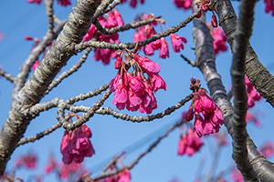 「寒緋桜３」の写真素材