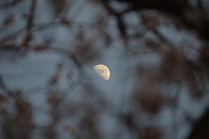 「隙間から覗く月」の写真素材