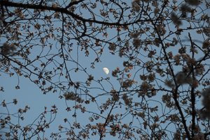 「桜の合間に浮かぶ月」の写真素材