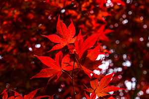 「真っ赤な紅葉」の写真素材