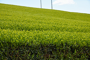 「段々畑な茶畑」の写真素材