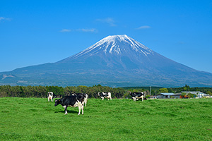 「牛の背景にそびえる富士山」の写真素材