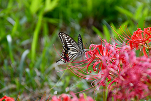 「彼岸花の蜜を食すアゲハチョウ」の写真素材