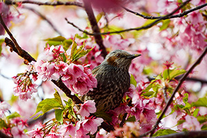 「桜とヒヨドリ」の写真素材