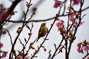 「メジロと桜」の写真素材