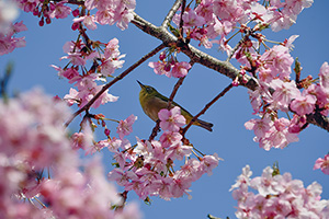 「メジロと河津桜」の写真素材