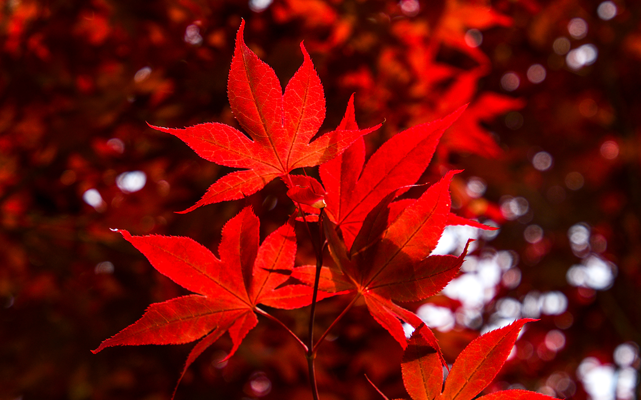 真っ赤な紅葉 へたれな素材 写真 イラスト素材の無料ダウンロードサイト